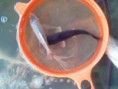 /album/galeria-de-fotos/carpa-koi-preta-jpg1/
